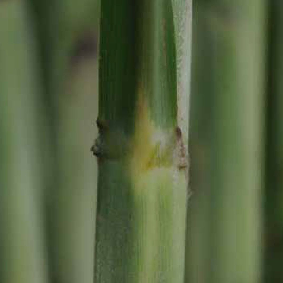 Dewlap – Mostly green.